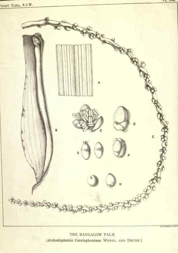 Reproducción/Reproduction 39966222933: The forest flora of New South Wales /. Sydney :W. A. Gullick,1902-1925.. 