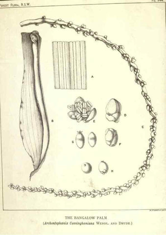 Reproducción/Reproduction 39966222933: The forest flora of New South Wales /. Sydney :W. A. Gullick,1902-1925.. 