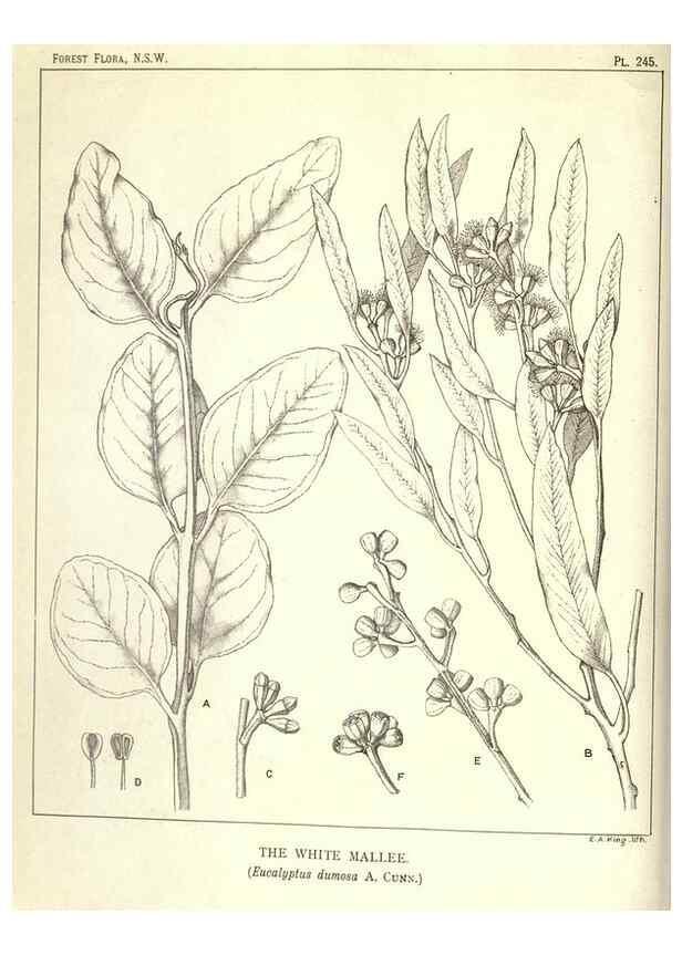 Reproducción/Reproduction 33055257288: The forest flora of New South Wales /. Sydney :W. A. Gullick,1902-1925.. 