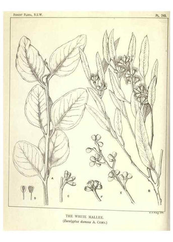 Reproducción/Reproduction 33055257288: The forest flora of New South Wales /. Sydney :W. A. Gullick,1902-1925.. 