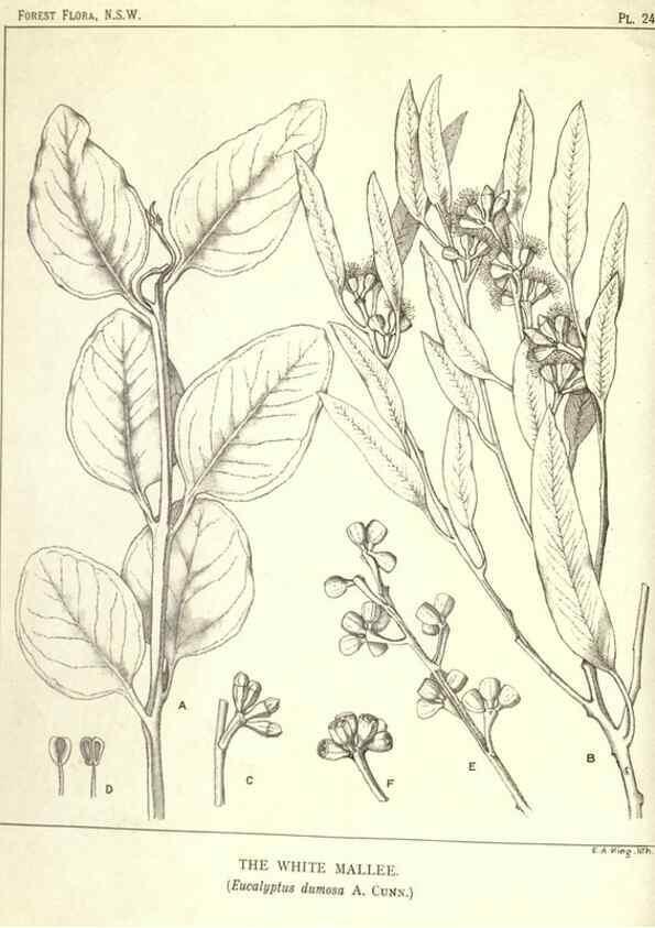 Reproducción/Reproduction 33055257288: The forest flora of New South Wales /. Sydney :W. A. Gullick,1902-1925.. 