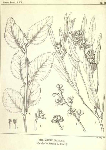 Reproducción/Reproduction 33055257288: The forest flora of New South Wales /. Sydney :W. A. Gullick,1902-1925.. 