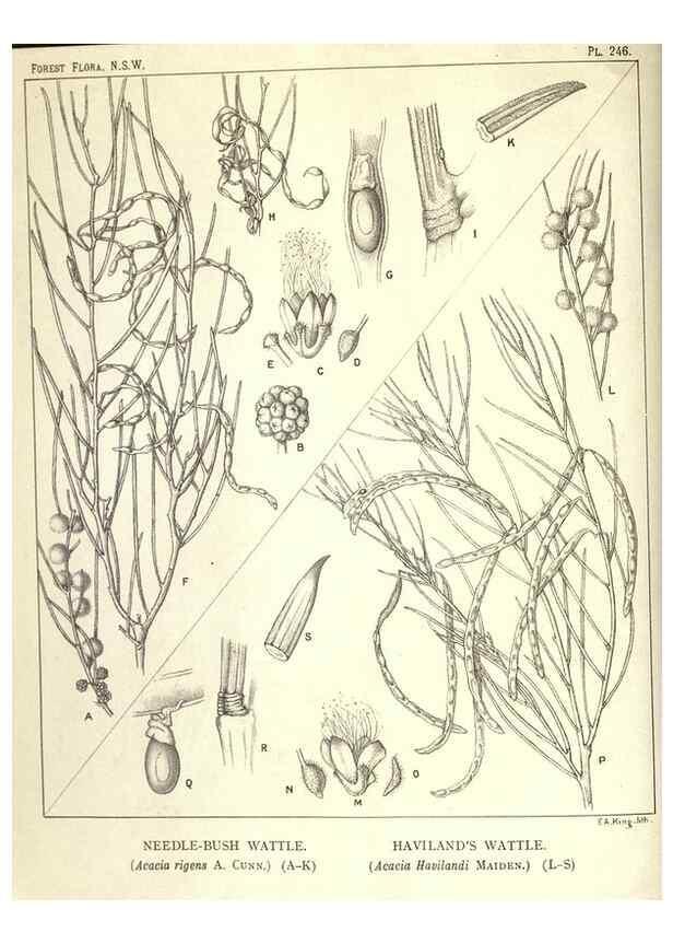Reproducción/Reproduction 46206031544: The forest flora of New South Wales /. Sydney :W. A. Gullick,1902-1925.. 