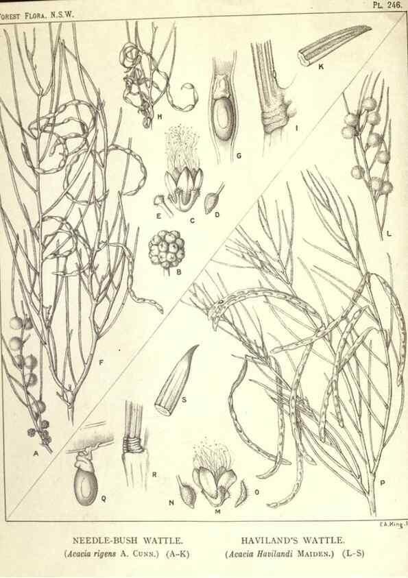 Reproducción/Reproduction 46206031544: The forest flora of New South Wales /. Sydney :W. A. Gullick,1902-1925.. 