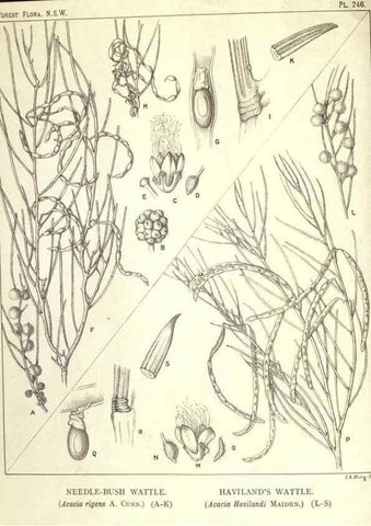 Reproducción/Reproduction 46206031544: The forest flora of New South Wales /. Sydney :W. A. Gullick,1902-1925.. 