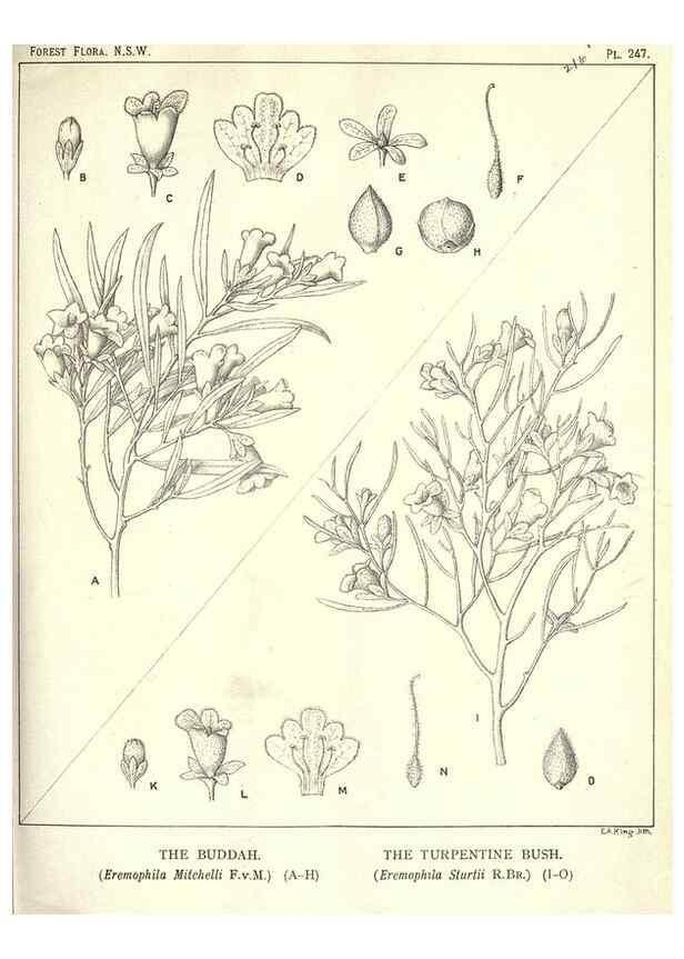 Reproducción/Reproduction 46206032344: The forest flora of New South Wales /. Sydney :W. A. Gullick,1902-1925.. 