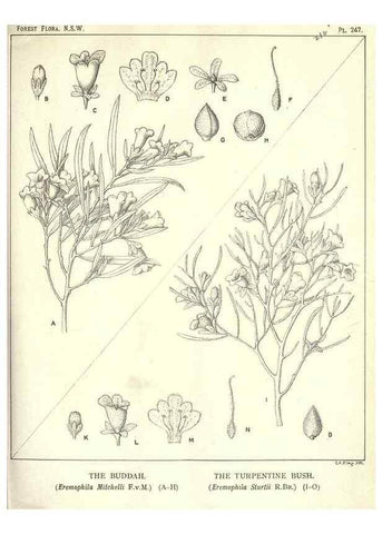 Reproducción/Reproduction 46206032344: The forest flora of New South Wales /. Sydney :W. A. Gullick,1902-1925.. 