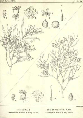 Reproducción/Reproduction 46206032344: The forest flora of New South Wales /. Sydney :W. A. Gullick,1902-1925.. 