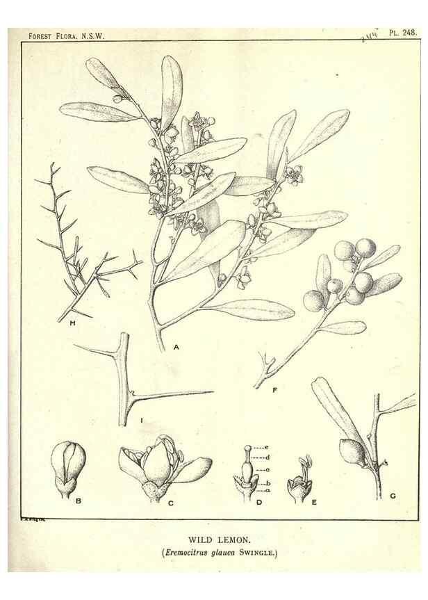 Reproducción/Reproduction 46878502192: The forest flora of New South Wales /. Sydney :W. A. Gullick,1902-1925.. 