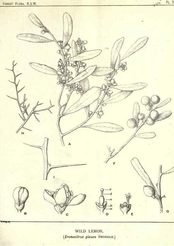 Reproducción/Reproduction 46878502192: The forest flora of New South Wales /. Sydney :W. A. Gullick,1902-1925.. 
