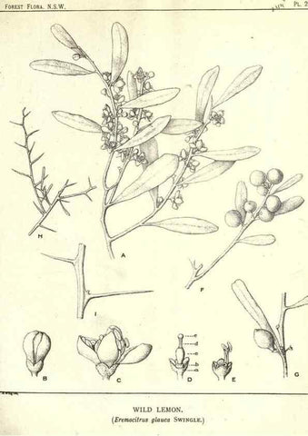 Reproducción/Reproduction 46878502192: The forest flora of New South Wales /. Sydney :W. A. Gullick,1902-1925.. 