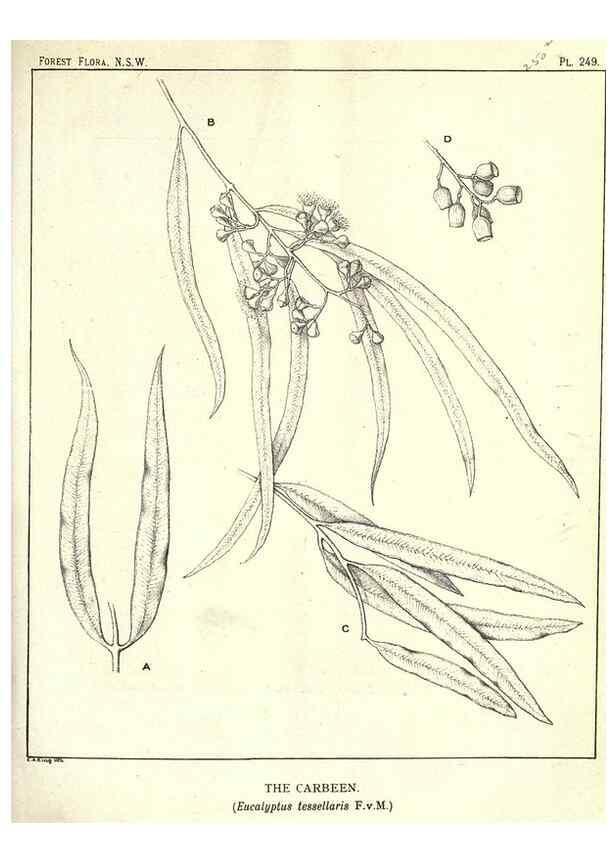 Reproducción/Reproduction 46930707491: The forest flora of New South Wales /. Sydney :W. A. Gullick,1902-1925.. 