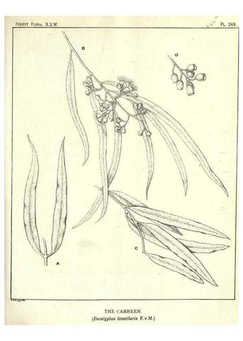 Reproducción/Reproduction 46930707491: The forest flora of New South Wales /. Sydney :W. A. Gullick,1902-1925.. 