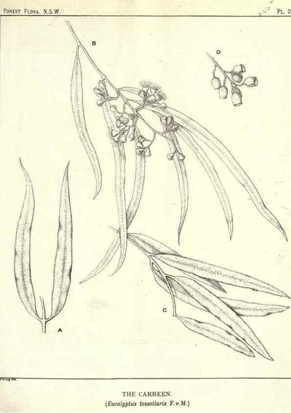 Reproducción/Reproduction 46930707491: The forest flora of New South Wales /. Sydney :W. A. Gullick,1902-1925.. 