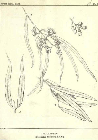 Reproducción/Reproduction 46930707491: The forest flora of New South Wales /. Sydney :W. A. Gullick,1902-1925.. 