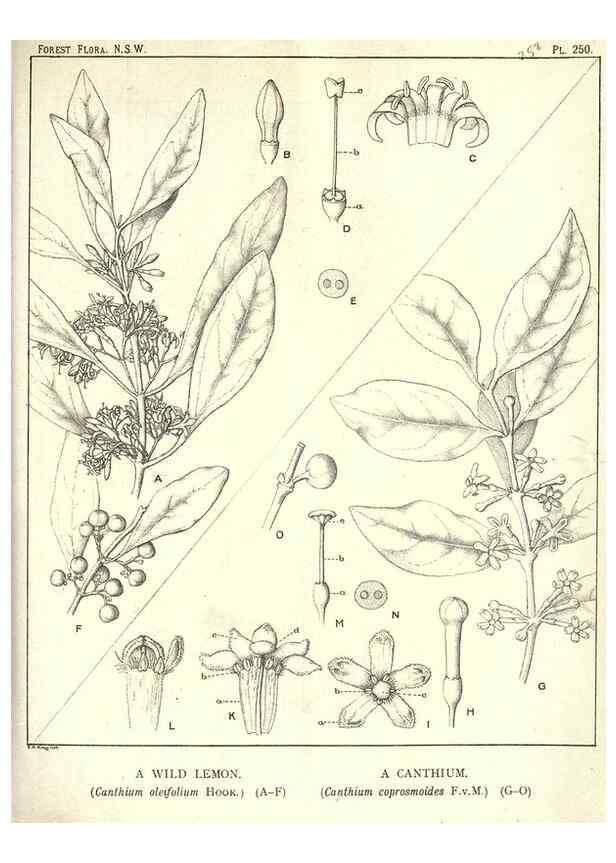 Reproducción/Reproduction 39966225733: The forest flora of New South Wales /. Sydney :W. A. Gullick,1902-1925.. 