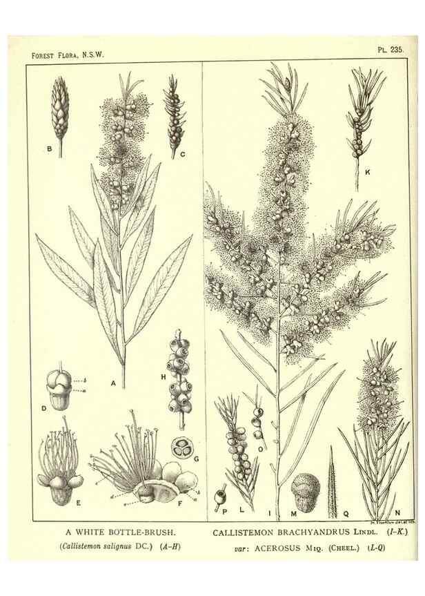 Reproducción/Reproduction 46930694061: The forest flora of New South Wales /. Sydney :W. A. Gullick,1902-1925.. 
