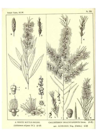 Reproducción/Reproduction 46930694061: The forest flora of New South Wales /. Sydney :W. A. Gullick,1902-1925.. 