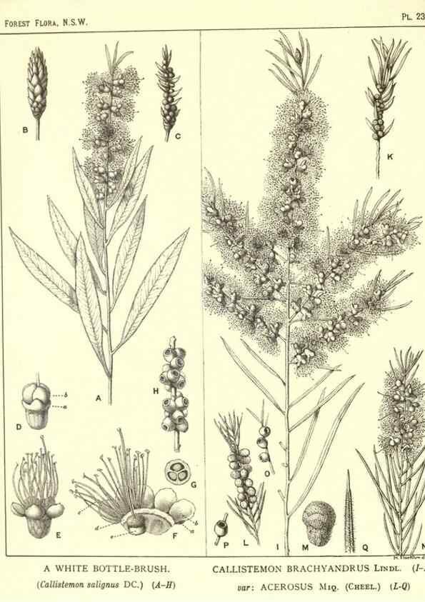 Reproducción/Reproduction 46930694061: The forest flora of New South Wales /. Sydney :W. A. Gullick,1902-1925.. 