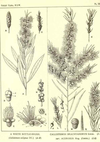 Reproducción/Reproduction 46930694061: The forest flora of New South Wales /. Sydney :W. A. Gullick,1902-1925.. 