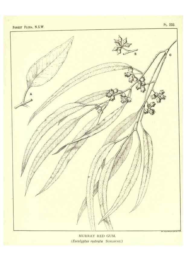 Reproducción/Reproduction 46930692231: The forest flora of New South Wales /. Sydney :W. A. Gullick,1902-1925.. 