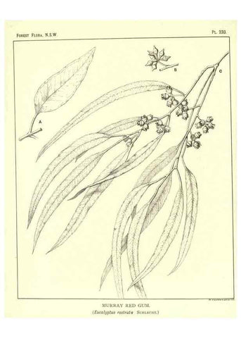 Reproducción/Reproduction 46930692231: The forest flora of New South Wales /. Sydney :W. A. Gullick,1902-1925.. 