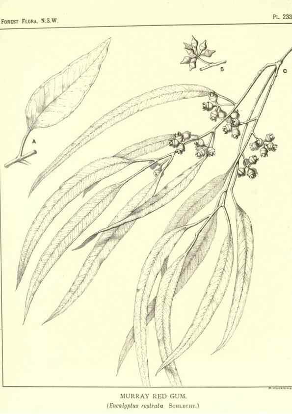 Reproducción/Reproduction 46930692231: The forest flora of New South Wales /. Sydney :W. A. Gullick,1902-1925.. 