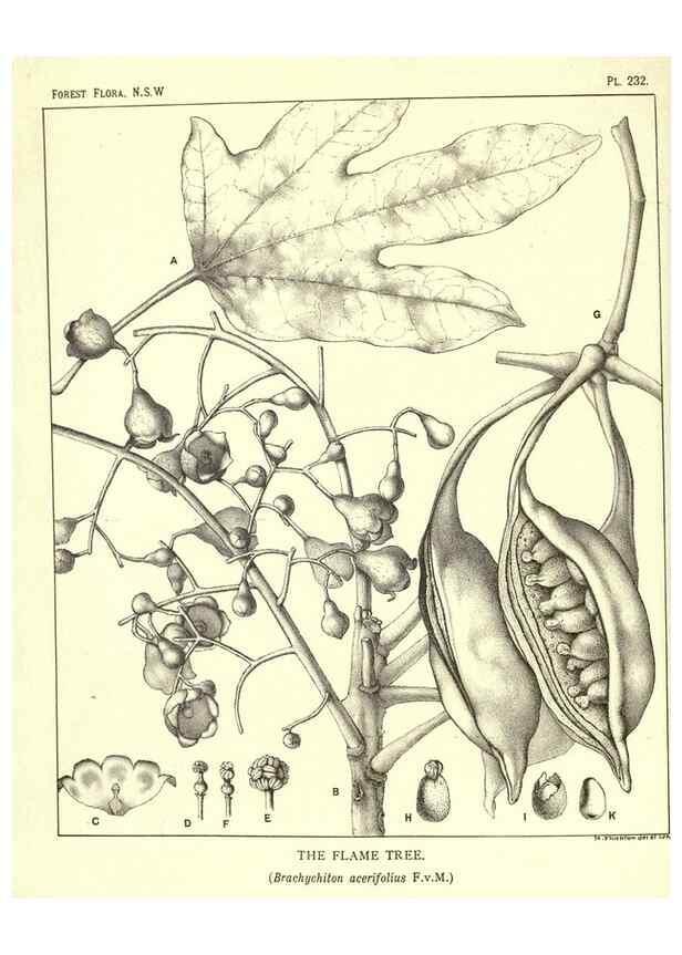 Reproducción/Reproduction 46930691641: The forest flora of New South Wales /. Sydney :W. A. Gullick,1902-1925.. 