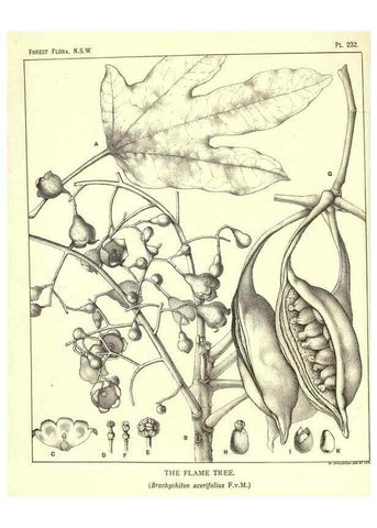 Reproducción/Reproduction 46930691641: The forest flora of New South Wales /. Sydney :W. A. Gullick,1902-1925.. 