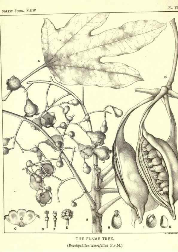 Reproducción/Reproduction 46930691641: The forest flora of New South Wales /. Sydney :W. A. Gullick,1902-1925.. 