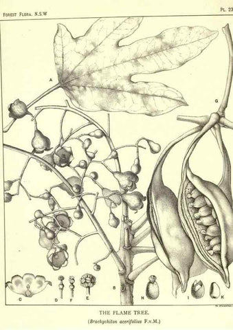 Reproducción/Reproduction 46930691641: The forest flora of New South Wales /. Sydney :W. A. Gullick,1902-1925.. 