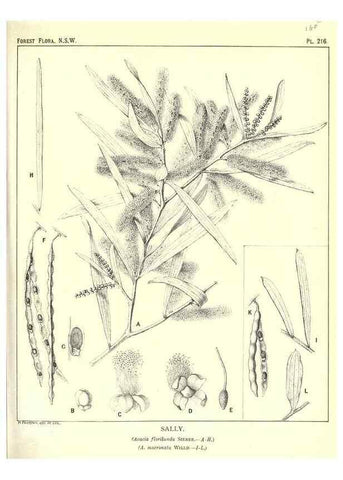 Reproducción/Reproduction 33055192538: The forest flora of New South Wales /. Sydney :W. A. Gullick,1902-1925.. 