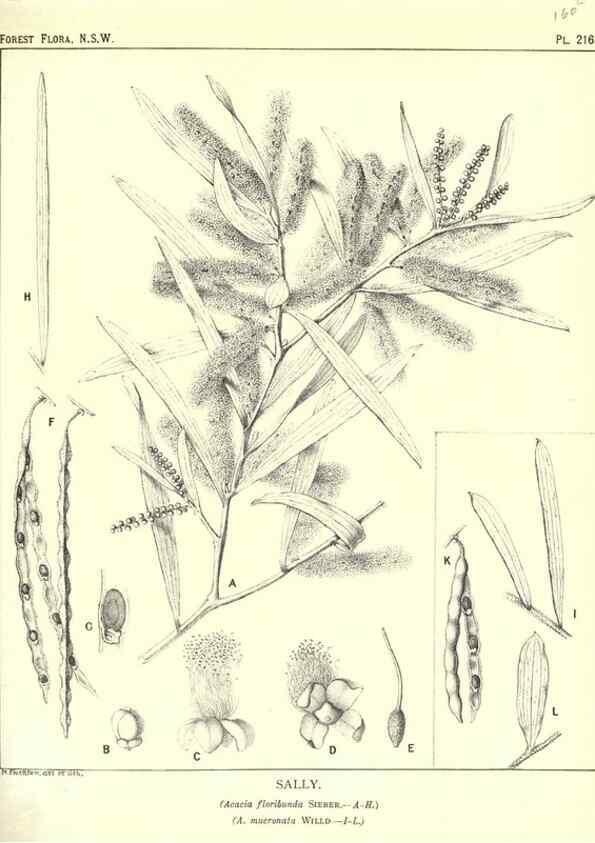 Reproducción/Reproduction 33055192538: The forest flora of New South Wales /. Sydney :W. A. Gullick,1902-1925.. 