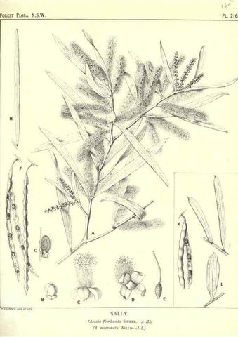 Reproducción/Reproduction 33055192538: The forest flora of New South Wales /. Sydney :W. A. Gullick,1902-1925.. 
