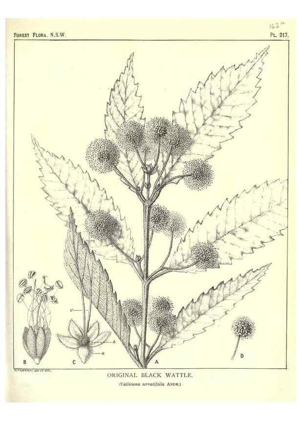 Reproducción/Reproduction 46878442372: The forest flora of New South Wales /. Sydney :W. A. Gullick,1902-1925.. 