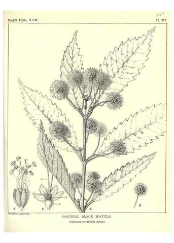 Reproducción/Reproduction 46878442372: The forest flora of New South Wales /. Sydney :W. A. Gullick,1902-1925.. 