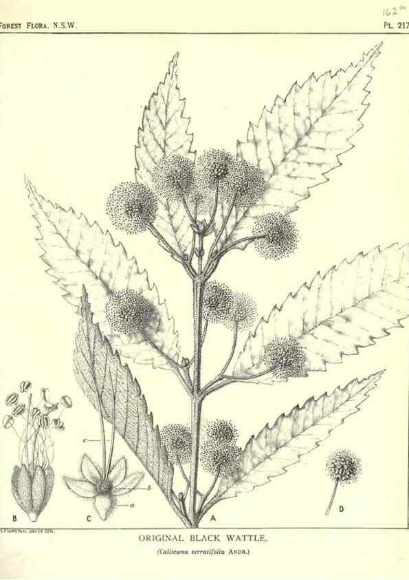 Reproducción/Reproduction 46878442372: The forest flora of New South Wales /. Sydney :W. A. Gullick,1902-1925.. 