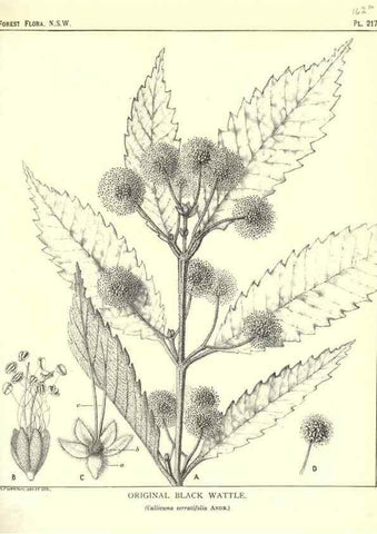 Reproducción/Reproduction 46878442372: The forest flora of New South Wales /. Sydney :W. A. Gullick,1902-1925.. 