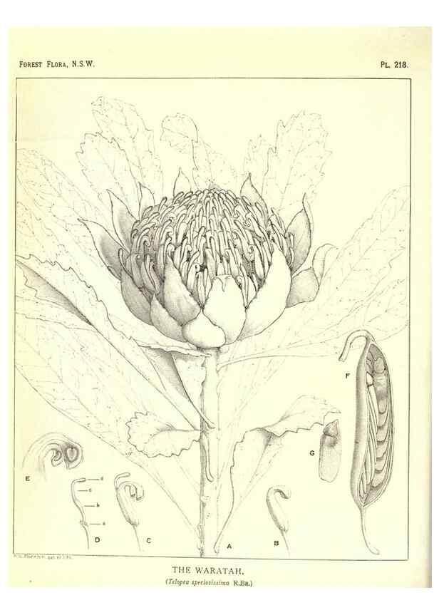 Reproducción/Reproduction 46930646761: The forest flora of New South Wales /. Sydney :W. A. Gullick,1902-1925.. 