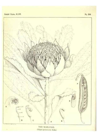 Reproducción/Reproduction 46930646761: The forest flora of New South Wales /. Sydney :W. A. Gullick,1902-1925.. 