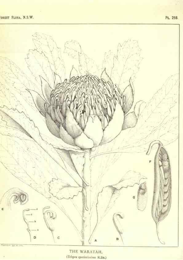 Reproducción/Reproduction 46930646761: The forest flora of New South Wales /. Sydney :W. A. Gullick,1902-1925.. 
