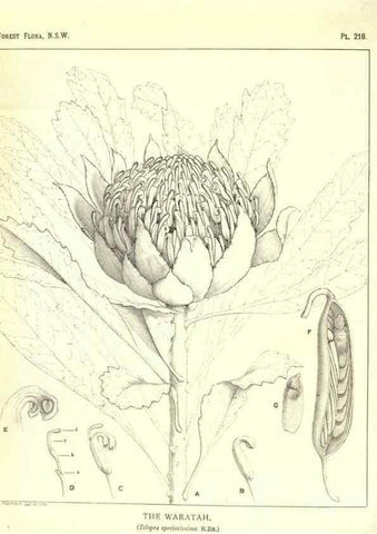 Reproducción/Reproduction 46930646761: The forest flora of New South Wales /. Sydney :W. A. Gullick,1902-1925.. 
