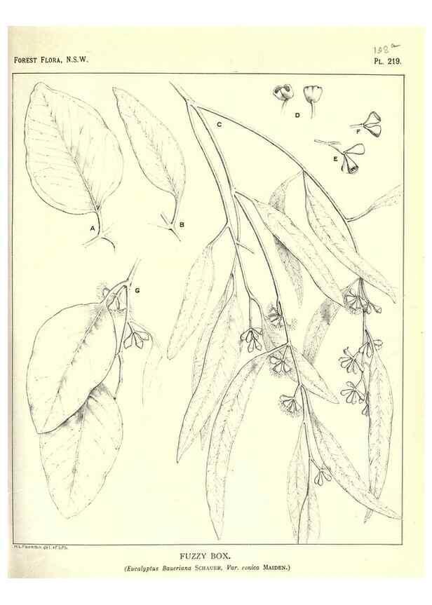 Reproducción/Reproduction 46930647351: The forest flora of New South Wales /. Sydney :W. A. Gullick,1902-1925.. 