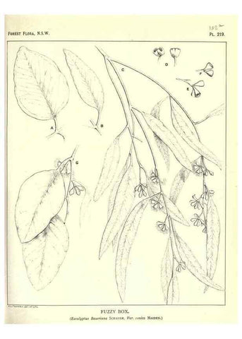 Reproducción/Reproduction 46930647351: The forest flora of New South Wales /. Sydney :W. A. Gullick,1902-1925.. 