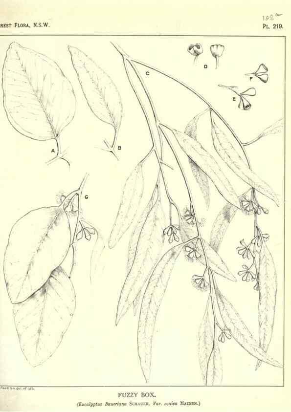 Reproducción/Reproduction 46930647351: The forest flora of New South Wales /. Sydney :W. A. Gullick,1902-1925.. 