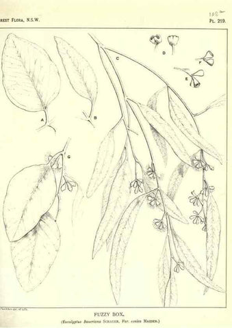 Reproducción/Reproduction 46930647351: The forest flora of New South Wales /. Sydney :W. A. Gullick,1902-1925.. 