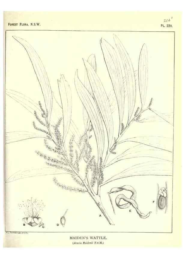 Reproducción/Reproduction 39966174653: The forest flora of New South Wales /. Sydney :W. A. Gullick,1902-1925.. 