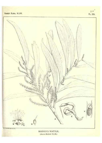 Reproducción/Reproduction 39966174653: The forest flora of New South Wales /. Sydney :W. A. Gullick,1902-1925.. 