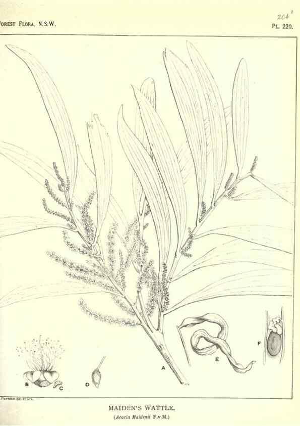 Reproducción/Reproduction 39966174653: The forest flora of New South Wales /. Sydney :W. A. Gullick,1902-1925.. 