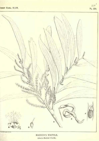 Reproducción/Reproduction 39966174653: The forest flora of New South Wales /. Sydney :W. A. Gullick,1902-1925.. 
